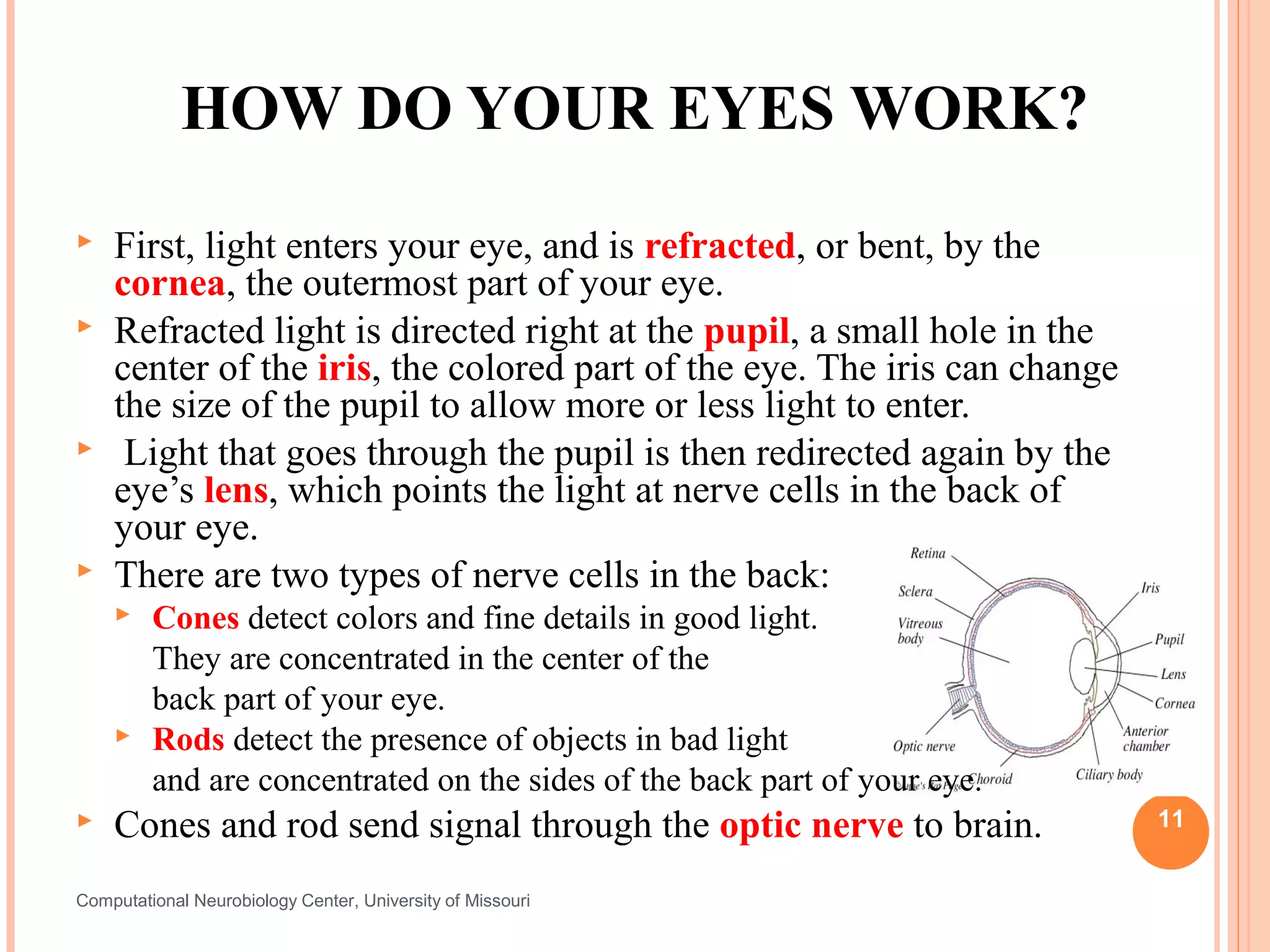 HOW DO YOUR EYES WORK?
   First, light enters your eye, and is refracted, or bent, by the
    cornea, the outermost part of your eye.
   Refracted light is directed right at the pupil, a small hole in the
    center of the iris, the colored part of the eye. The iris can change
    the size of the pupil to allow more or less light to enter.
    Light that goes through the pupil is then redirected again by the
    eye’s lens, which points the light at nerve cells in the back of
    your eye.
   There are two types of nerve cells in the back:
        Cones detect colors and fine details in good light.
         They are concentrated in the center of the
         back part of your eye.
        Rods detect the presence of objects in bad light
         and are concentrated on the sides of the back part of your eye.
   Cones and rod send signal through the optic nerve to brain.            11


Computational Neurobiology Center, University of Missouri
 