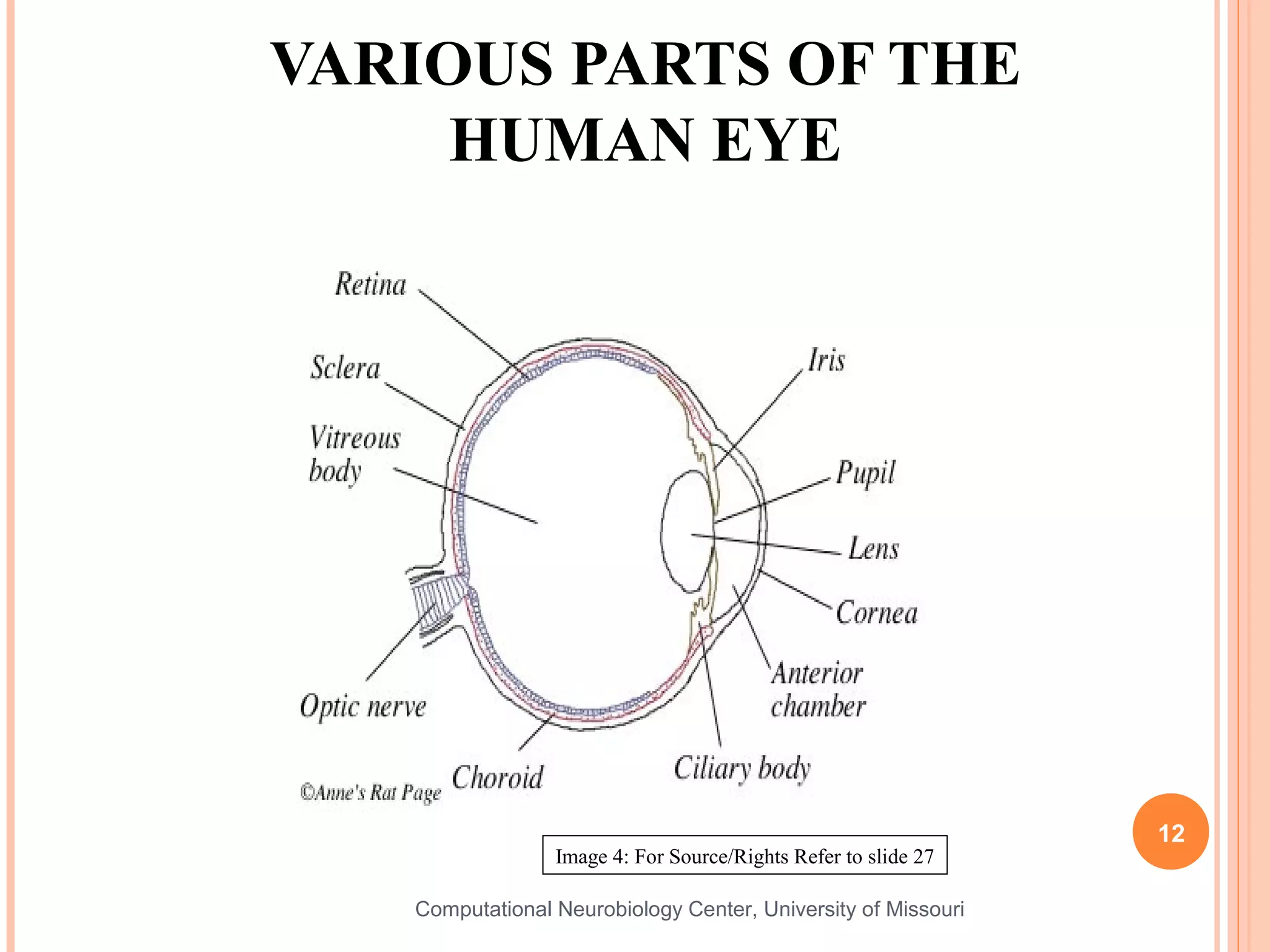 VARIOUS PARTS OF THE
     HUMAN EYE




                                                                12
                 Image 4: For Source/Rights Refer to slide 27

   Computational Neurobiology Center, University of Missouri
 
