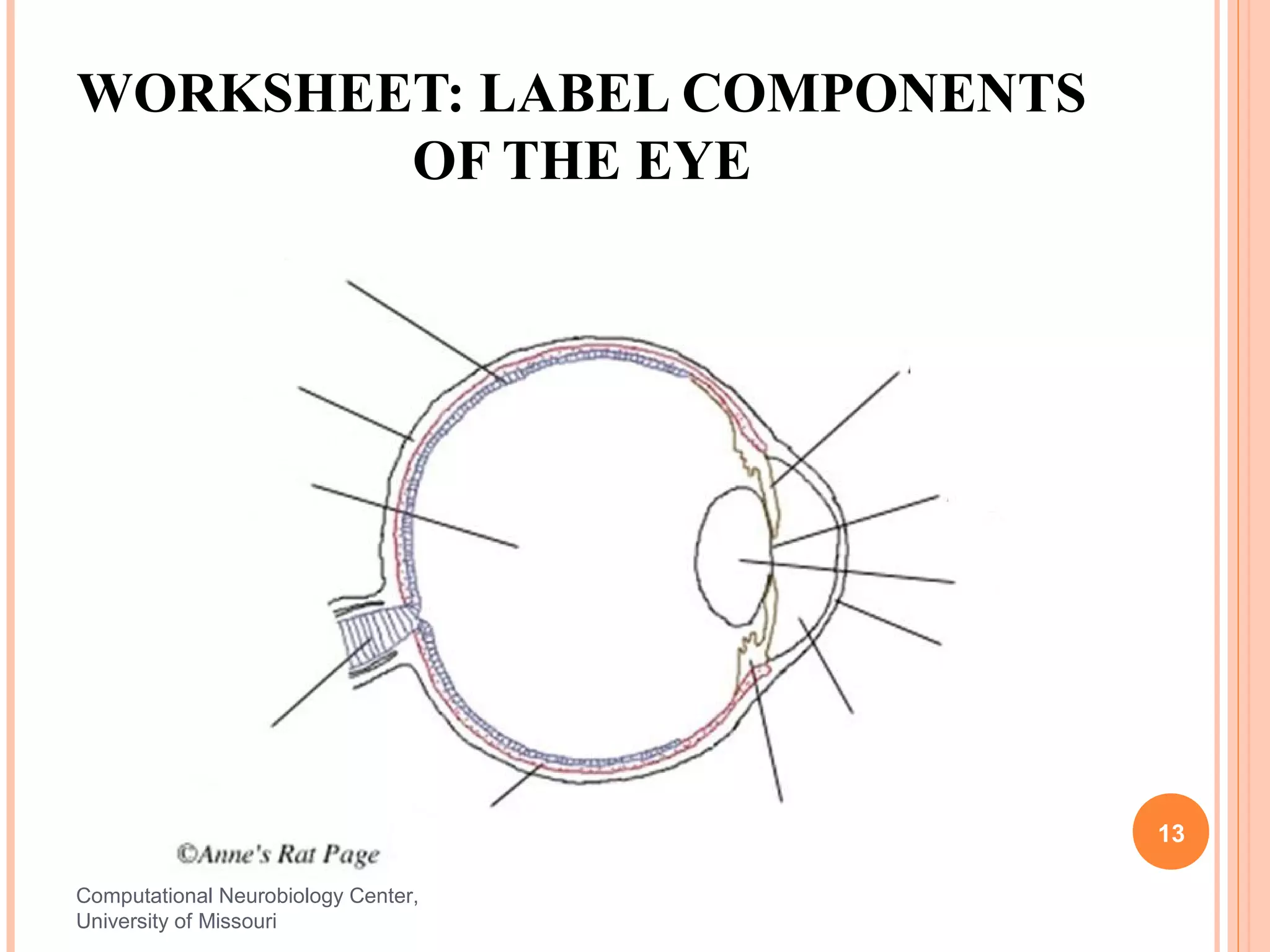 WORKSHEET: LABEL COMPONENTS
        OF THE EYE




                                     13

Computational Neurobiology Center,
University of Missouri
 