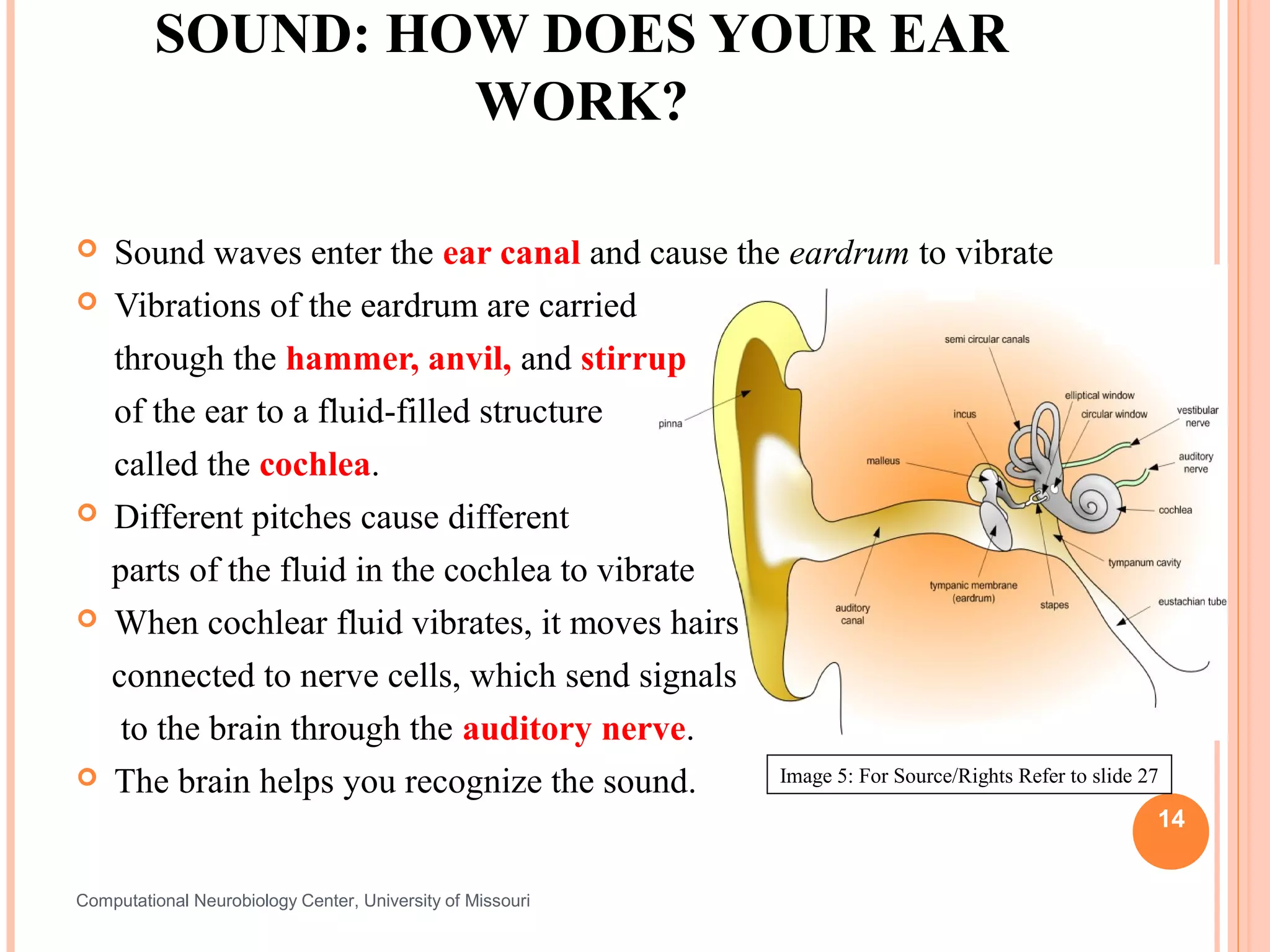 SOUND: HOW DOES YOUR EAR
                  WORK?

   Sound waves enter the ear canal and cause the eardrum to vibrate
   Vibrations of the eardrum are carried
    through the hammer, anvil, and stirrup
    of the ear to a fluid-filled structure
    called the cochlea.
   Different pitches cause different
    parts of the fluid in the cochlea to vibrate
   When cochlear fluid vibrates, it moves hairs
    connected to nerve cells, which send signals
     to the brain through the auditory nerve.
   The brain helps you recognize the sound.     Image 5: For Source/Rights Refer to slide 27

                                                                                            14


Computational Neurobiology Center, University of Missouri
 