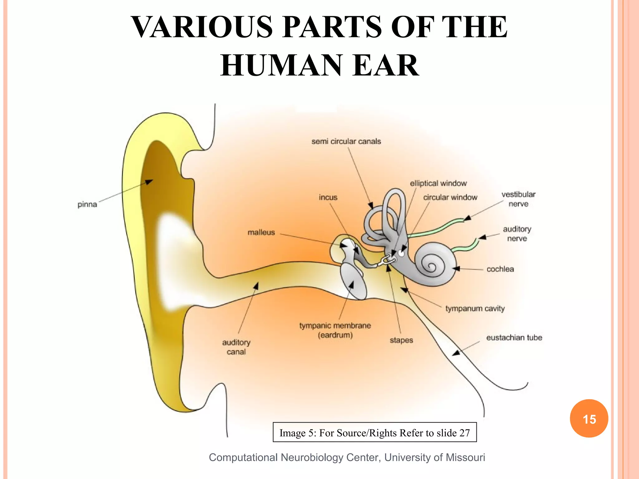 VARIOUS PARTS OF THE
    HUMAN EAR




                                                                 15
                  Image 5: For Source/Rights Refer to slide 27

    Computational Neurobiology Center, University of Missouri
 