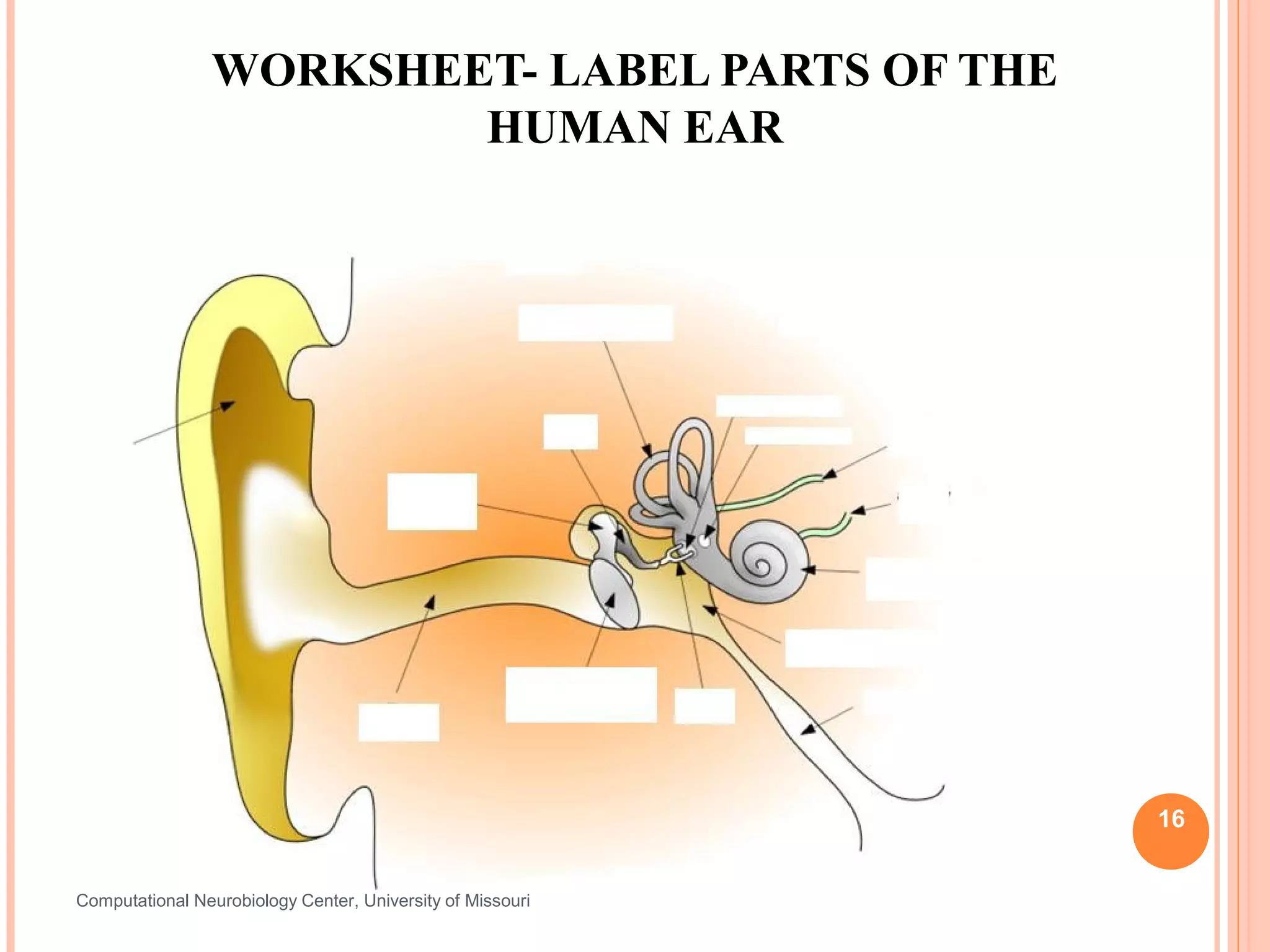 WORKSHEET- LABEL PARTS OF THE
                        HUMAN EAR




                                                            16


Computational Neurobiology Center, University of Missouri
 