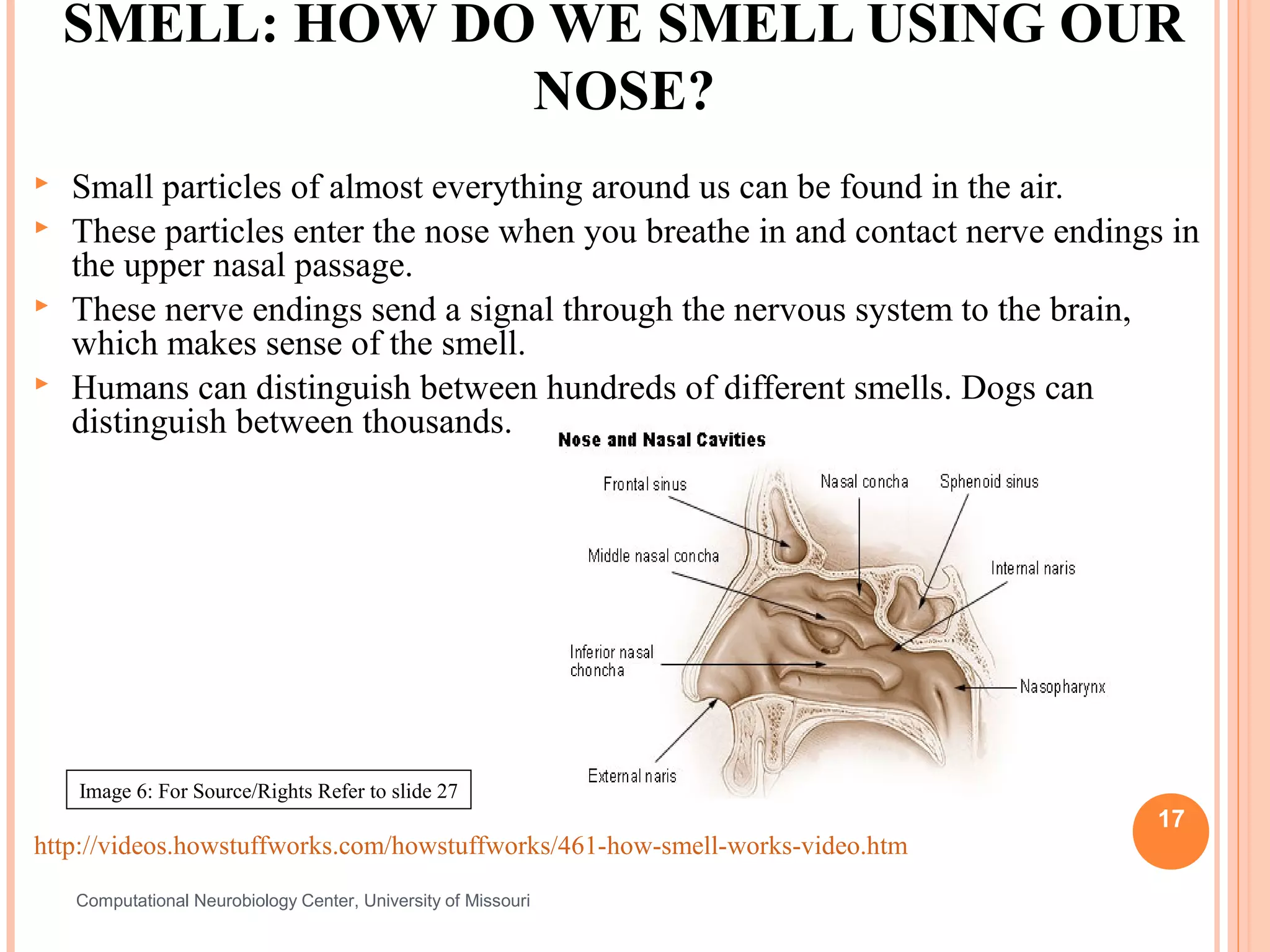 SMELL: HOW DO WE SMELL USING OUR
                 NOSE?
   Small particles of almost everything around us can be found in the air.
   These particles enter the nose when you breathe in and contact nerve endings in
    the upper nasal passage.
   These nerve endings send a signal through the nervous system to the brain,
    which makes sense of the smell.
   Humans can distinguish between hundreds of different smells. Dogs can
    distinguish between thousands.




    Image 6: For Source/Rights Refer to slide 27
                                                                                17
http://videos.howstuffworks.com/howstuffworks/461-how-smell-works-video.htm
    Computational Neurobiology Center, University of Missouri
 