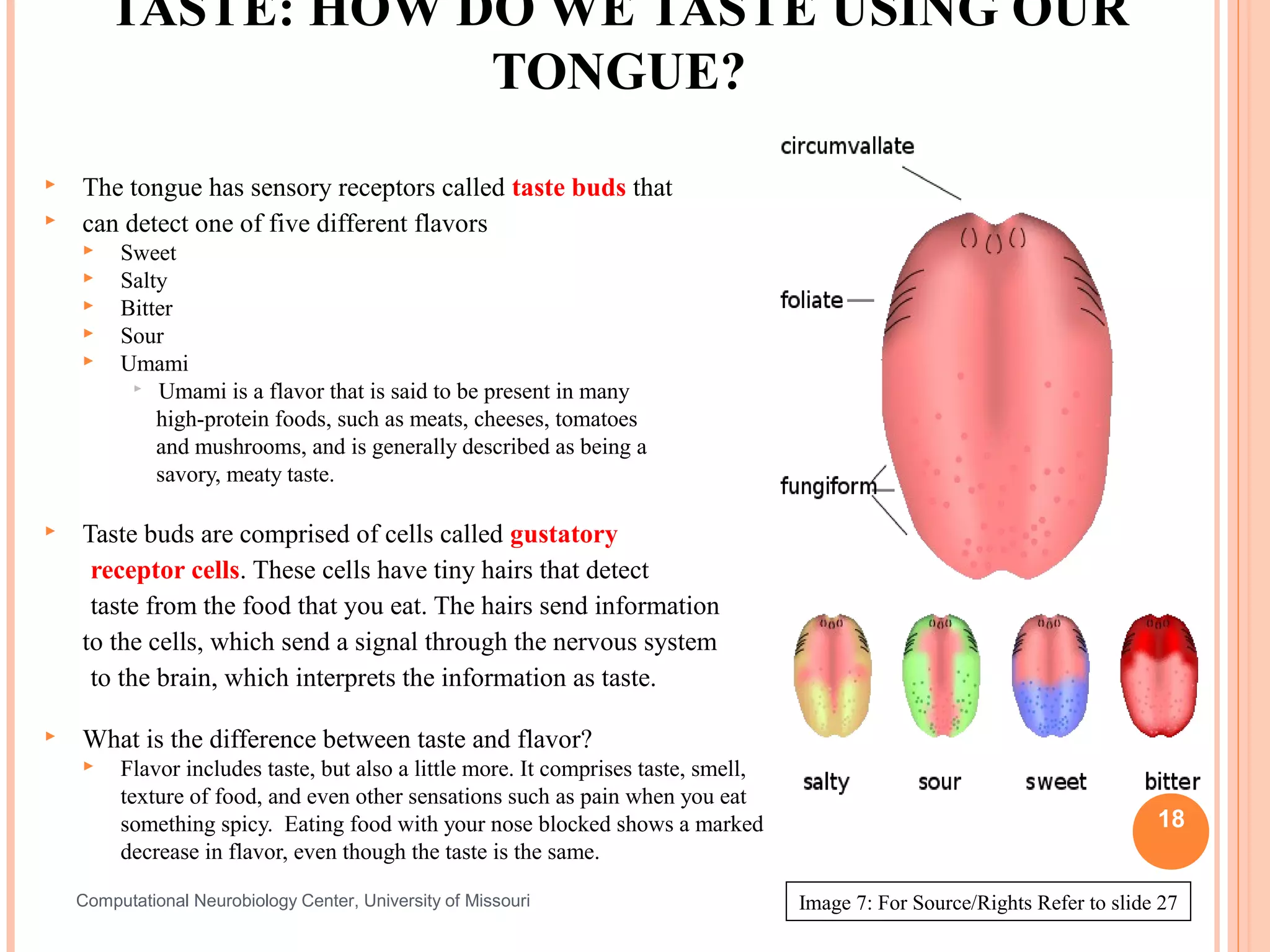 TASTE: HOW DO WE TASTE USING OUR
                    TONGUE?
   The tongue has sensory receptors called taste buds that
   can detect one of five different flavors
        Sweet
        Salty
        Bitter
        Sour
        Umami
           Umami is a flavor that is said to be present in many

             high-protein foods, such as meats, cheeses, tomatoes
             and mushrooms, and is generally described as being a
             savory, meaty taste.

   Taste buds are comprised of cells called gustatory
     receptor cells. These cells have tiny hairs that detect
     taste from the food that you eat. The hairs send information
    to the cells, which send a signal through the nervous system
     to the brain, which interprets the information as taste.

   What is the difference between taste and flavor?
        Flavor includes taste, but also a little more. It comprises taste, smell,
         texture of food, and even other sensations such as pain when you eat
         something spicy. Eating food with your nose blocked shows a marked                                                   18
         decrease in flavor, even though the taste is the same.

    Computational Neurobiology Center, University of Missouri                        Image 7: For Source/Rights Refer to slide 27
 