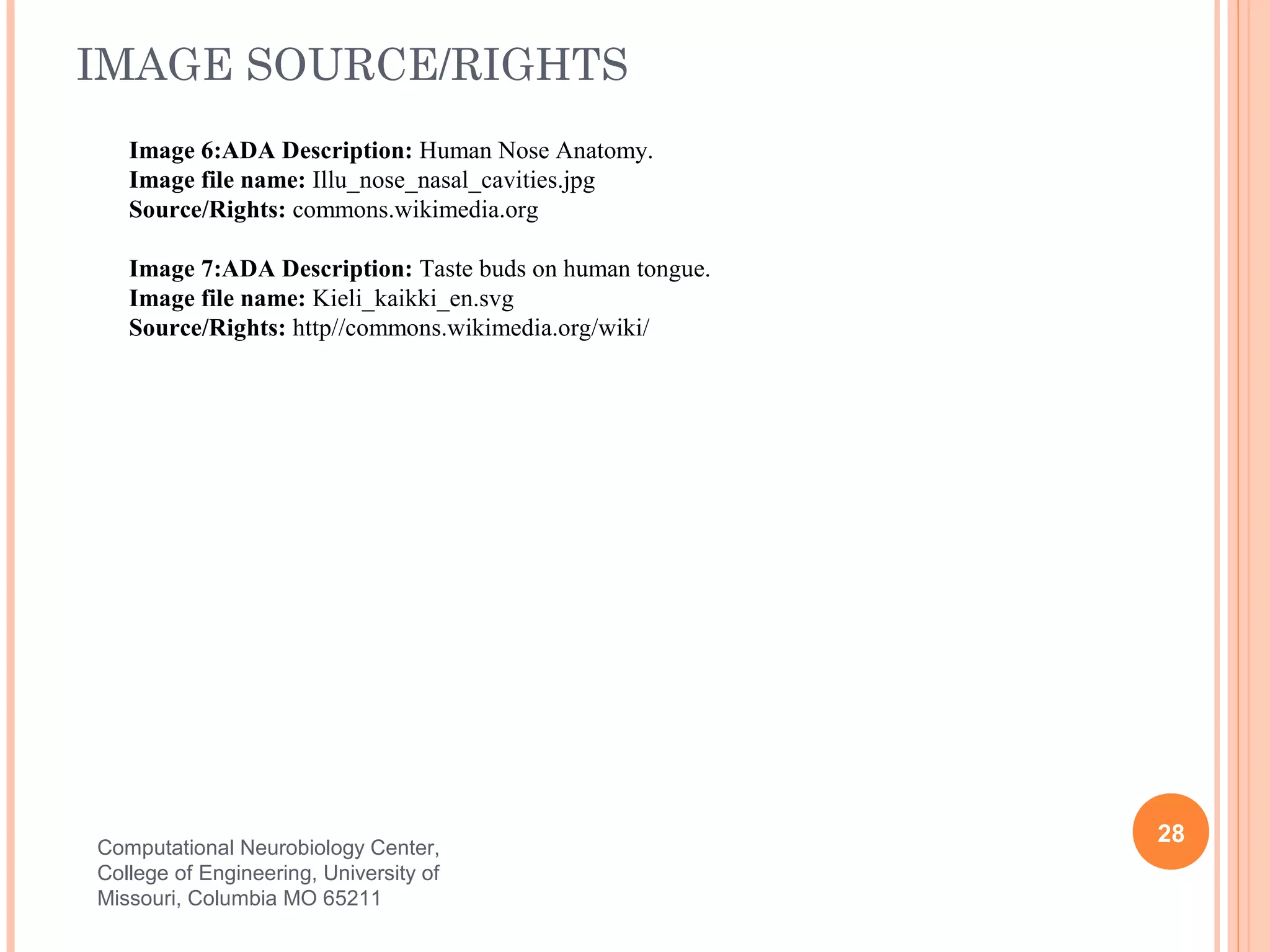 IMAGE SOURCE/RIGHTS
   Image 6:ADA Description: Human Nose Anatomy.
   Image file name: Illu_nose_nasal_cavities.jpg
   Source/Rights: commons.wikimedia.org

   Image 7:ADA Description: Taste buds on human tongue.
   Image file name: Kieli_kaikki_en.svg
   Source/Rights: http//commons.wikimedia.org/wiki/




                                                          28
Computational Neurobiology Center,
College of Engineering, University of
Missouri, Columbia MO 65211
 