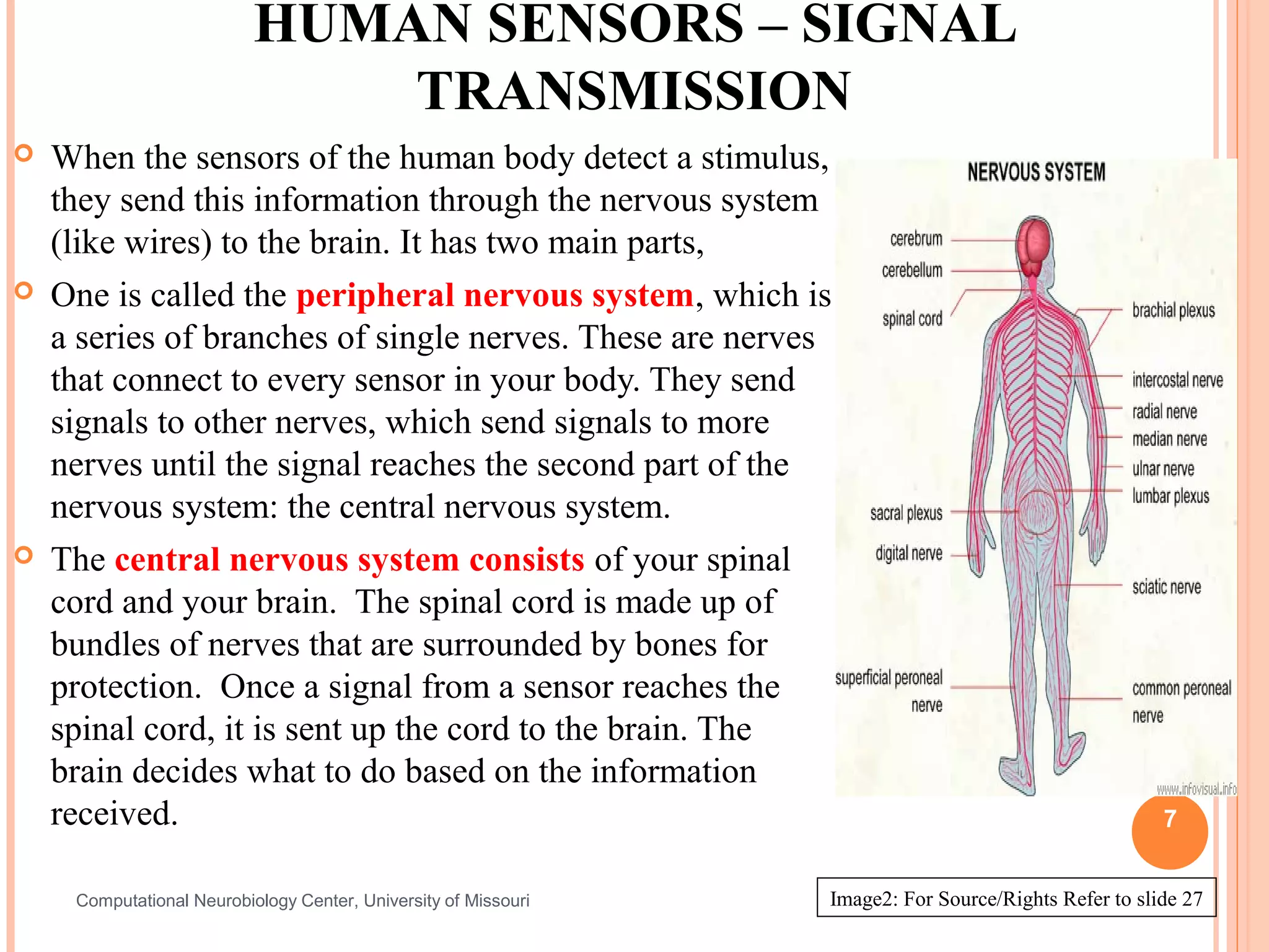 HUMAN SENSORS – SIGNAL
                               TRANSMISSION
   When the sensors of the human body detect a stimulus,
    they send this information through the nervous system
    (like wires) to the brain. It has two main parts,
   One is called the peripheral nervous system, which is
    a series of branches of single nerves. These are nerves
    that connect to every sensor in your body. They send
    signals to other nerves, which send signals to more
    nerves until the signal reaches the second part of the
    nervous system: the central nervous system.
   The central nervous system consists of your spinal
    cord and your brain. The spinal cord is made up of
    bundles of nerves that are surrounded by bones for
    protection. Once a signal from a sensor reaches the
    spinal cord, it is sent up the cord to the brain. The
    brain decides what to do based on the information
    received.                                                                                          7


     Computational Neurobiology Center, University of Missouri   Image2: For Source/Rights Refer to slide 27
 