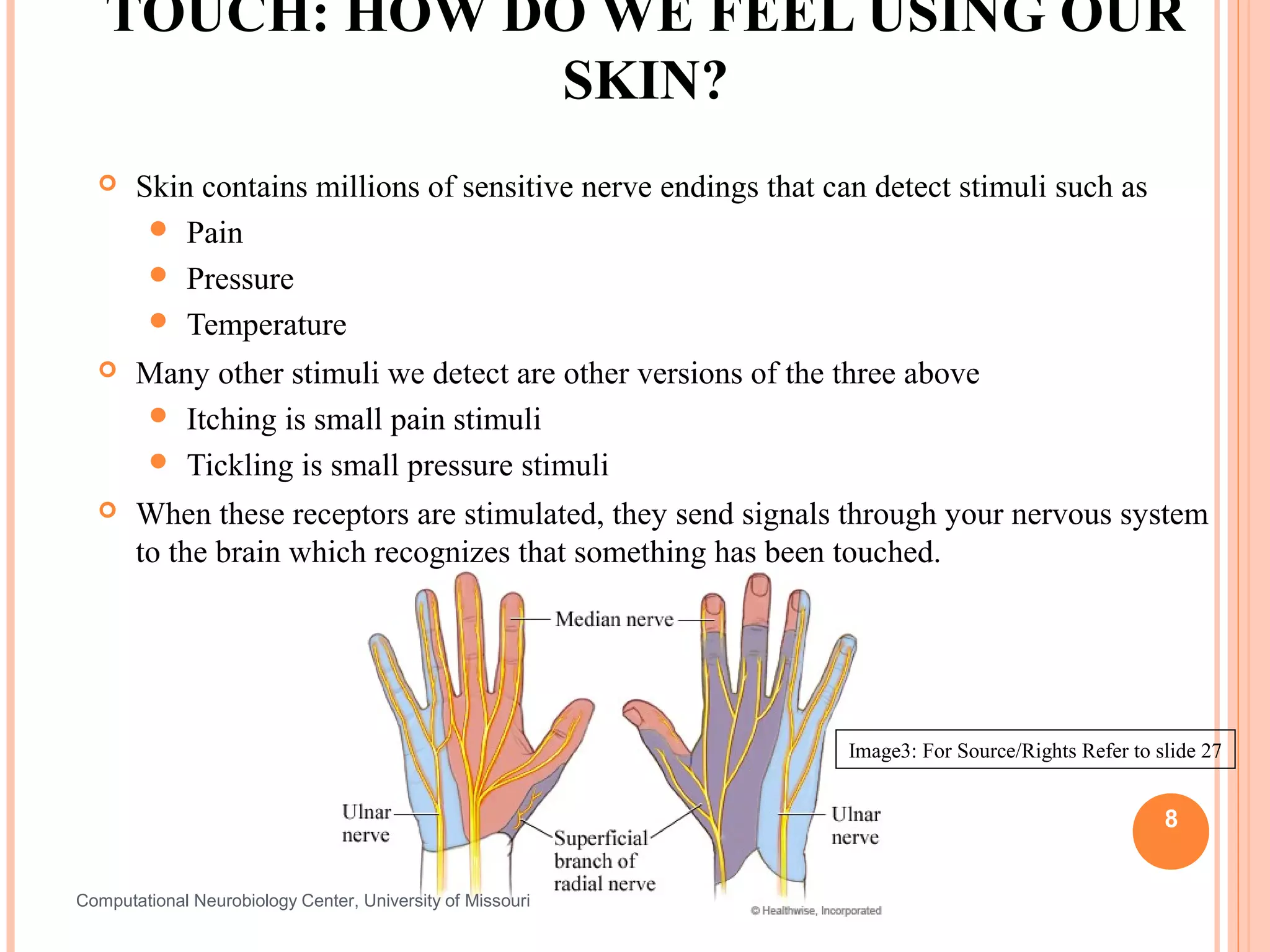 TOUCH: HOW DO WE FEEL USING OUR
               SKIN?
      Skin contains millions of sensitive nerve endings that can detect stimuli such as
         Pain
         Pressure
         Temperature
      Many other stimuli we detect are other versions of the three above
        Itching is small pain stimuli
        Tickling is small pressure stimuli
      When these receptors are stimulated, they send signals through your nervous system
       to the brain which recognizes that something has been touched.




                                                                Image3: For Source/Rights Refer to slide 27


                                                                                                    8


Computational Neurobiology Center, University of Missouri
 