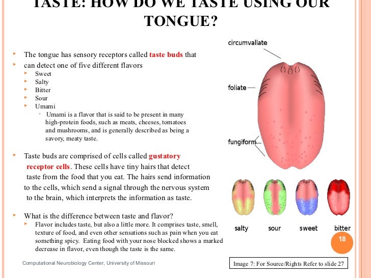 Can Dogs Taste Different Foods Can Dogs Taste Different Foods