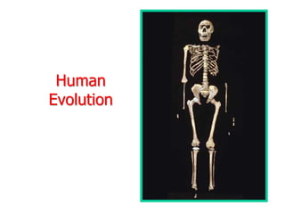 Human
Evolution
 