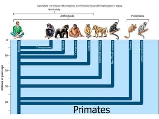 HumansEvolutionHP.ppt