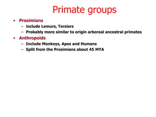 Promsimians HumansEvolutionHP.ppt