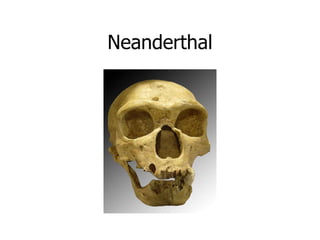 Neanderthal
 