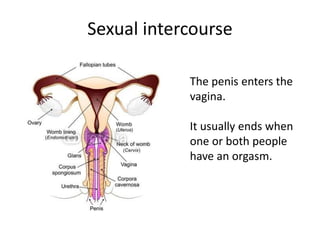 Sexual intercourse
The penis enters the
vagina.
It usually ends when
one or both people
have an orgasm.
 