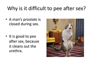 Why is it difficult to pee after sex?
• A man’s prostate is
closed during sex.
• It is good to pee
after sex, because
it cleans out the
urethra.
 