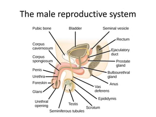The male reproductive system
 