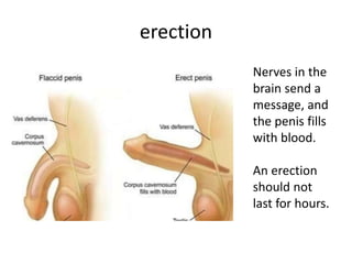 erection
Nerves in the
brain send a
message, and
the penis fills
with blood.
An erection
should not
last for hours.
 