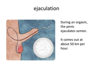 ejaculation
During an orgasm,
the penis
ejaculates semen.
It comes out at
about 50 km per
hour.
 