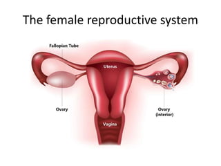 The female reproductive system
 