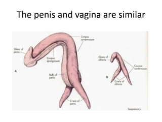 The penis and vagina are similar
 