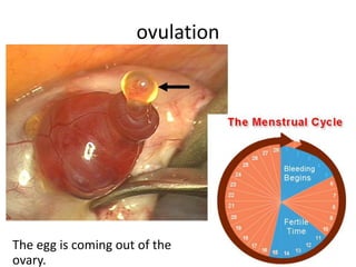 ovulation
The egg is coming out of the
ovary.
 