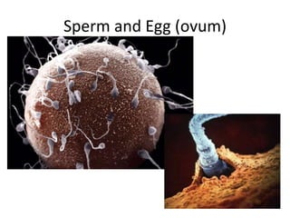 Sperm and Egg (ovum)
 