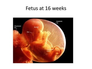 Fetus at 16 weeks
 