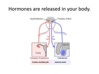 Hormones are released in your body.
 