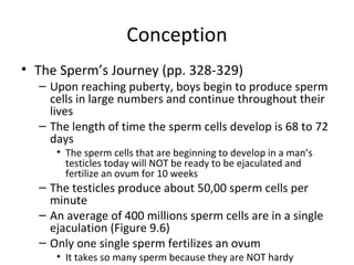 Conception The Sperm’s Journey (pp. 328-329) Upon reaching puberty, boys begin to produce sperm cells in large numbers and continue throughout their lives The length of time the sperm cells develop is 68 to 72 days The sperm cells that are beginning to develop in a man’s testicles today will NOT be ready to be ejaculated and fertilize an ovum for 10 weeks The testicles produce about 50,00 sperm cells per minute An average of 400 millions sperm cells are in a single ejaculation (Figure 9.6) Only one single sperm fertilizes an ovum It takes so many sperm because they are NOT hardy  