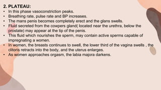 2. PLATEAU:
• In this phase vasoconstriction peaks.
• Breathing rate, pulse rate and BP increases.
• The mans penis becomes completely erect and the glans swells.
• Fluid secreted from the cowpers gland( located near the urethra, below the
prostate) may appear at the tip of the penis.
• This fluid which nourishes the sperm, may contain active sperms capable of
impregnating a women.
• In women, the breasts continues to swell, the lower third of the vagina swells , the
clitoris retracts into the body, and the uterus enlarges.
• As women approaches orgasm, the labia majora darkens.
 