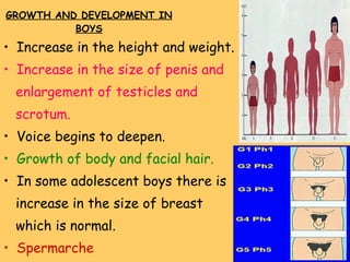 GROWTH AND DEVELOPMENT IN BOYS Increase in the height and weight. Increase in the size of penis and enlargement of testicles and  scrotum. Voice begins to deepen. Growth of body and facial hair. In some adolescent boys there is increase in the size of breast  which is normal. Spermarche 