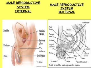 MALE REPRODUCTIVE SYSTEM EXTERNAL MALE REPRODUCTIVE SYSTEM INTERNAL 