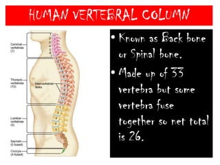 Greater cornuLesser cornuBodyHUMAN SKULL……….ContinuedHyoid- Located on floor of buccal cavity.Consists of – BodyGreater cornuLesser cornuIt is only the bone which is not articulate to any bone.It supports our tongue and provides insertion to some tongue muscles.Cranial capacity of modern man-1475cc.Fig. 7.6-2 : Human hyoid boneviewed from aboveGreater corn