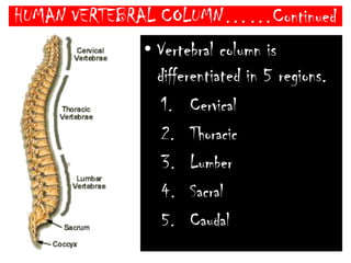HUMAN VERTEBRAL COLUMN……ContinuedHuman vertebral column is about 70 cm long and curved like ‘S.’There are 4 curvatures in V. Column-Cervical and Lumber curvature are directed forward.Thoracic and Sacral curvature are directed backward.These curvatures help in erect posture and bipedal locomotion. 