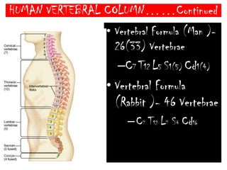 HUMAN VERTEBRAL COLUMN……ContinuedVertebral column is differentiated in 5 regions.CervicalThoracicLumberSacralCaudal