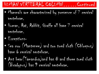 HUMAN VERTEBRAL COLUMN……ContinuedVertebral Formula (Man )- 26(33) VertebraeC7T12L5 S1(5)Cd1(4)Vertebral Formula (Rabbit )- 46 VertebraeC7T12L7S44Cd16