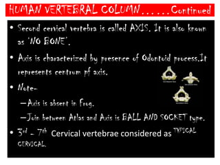 HUMAN VERTEBRAL COLUMN……ContinuedFirst cervical vertebra is ring like and hold the skull so called ATLAS. It is also known as ‘YES BONE’.Human atlas is characterized by absence of Centrum and spines. 