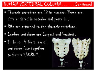 HUMAN VERTEBRAL COLUMN……ContinuedSecond cervical vertebra is called AXIS. It is also known as ‘NO BONE’.Axis is characterized by presence of Odontoidprocess.It represents centrumpf axis.Note- Axis is absent in Frog.Join between Atlas and Axis is BALL AND SOCKET type.3rd - 7th  Cervical vertebrae considered as TYPICAL CERVICAL.