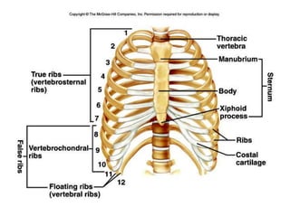 HUMAN VERTEBRAL COLUMN……ContinuedAll 4 caudal vertebrae join to form COCCYX.It is considered as vestigeal in human.Coccyx is Homologus to-Urostyle of frogRattle of rattle snakePygostyle of birds.