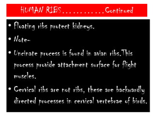 HUMAN RIBS…………ContinuedIn human Ribs are 12 pairs.These are 3 types-First 7 pairs are True ribsNext 3 pairs are False ribsLast 2 pairs are Floating ribsMammalian ribs are Bicephalous, means vertebral end has 2 processes i.e. Tuberculum (articulate with transverse process of vertebrae) and Capitulum (articulate with centrum of vertebrae). 