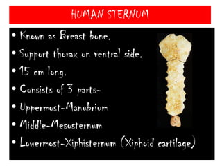 HUMAN RIBS…………ContinuedFloating ribs protect kidneys.Note-Uncinate process is found in avian ribs.This process provide attachment surface for flight muscles.Cervical ribs are not ribs, these are backwardly directed processes in cervical vertebrae of birds.