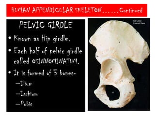 HUMAN APPENDICULAR SKELETON……ContinuedClavicle also known as Collar bone or BEAUTY BONE.At the junction of scapula & Clavicle a cup shaped Glenoid cavity is formed.Head of humerus articulates in this cavity.