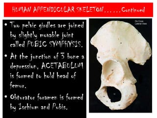 HUMAN APPENDICULAR SKELETON……ContinuedPELVIC GIRDLE Known as Hip girdle.Each half of pelvic girdle called OSINNOMINATUM.It is formed of 3 bones-IliumIschiumPubis