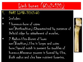 HUMAN APPENDICULAR SKELETON……ContinuedTwo pelvic girdles are joined by slightly movable joint called PUBIC SYMPHYSIS.At the junction of 3 bone a depression, ACETABULUM is formed to hold head of femur.Obturator foramen is formed by Ischium and Pubis.