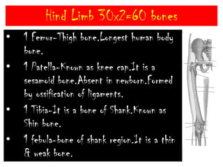Sternoclavicular jointClavicleAcromioclavicularjointSternumRibScapulaHumerusUlnaRadiusCarpalsMetacarpalsPhalangesFORE LIMB………Continued5 Meta carpals- Bones of Palm.These are thin & long.14 Phallenges-Bones of fingers.Phalanges Formula (14)-2,3,3,3,3