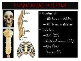 HUMAN SKELETONTotal no. of bones-306 in Foetus206 in adult 213 in children
