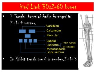 Hind Limb 30x2=60 bones1 Femur-Thigh bone.Longest human body bone.1 Patella-Known as knee cap.It is a sesamoidbone.Absent in newborn.Formed by ossification of ligaments.1 Tibia-It is a bone of Shank.Known as Shin bone.1 febula-bone of shank region.It is a thin & weak bone.