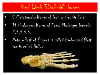 Hind Limb 30x2=60 bones7 Tarsals- bones of Ankle.Arranged in 2+1+4 manner.In Rabbit tarsals are 6 in number.2+1+3AstragalusCalcaneumNavicularCuboid+nt in humanCuniform-nt in RabbitMesocuniformEctocuniform