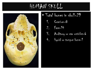 HUMAN SKULLStudy- CraniologyHuman skull is dicondylic, bear two condyles and Tropibasic( Interorbital orbital septum is present between 2 orbits).Jaw suspension is Craniostylic.