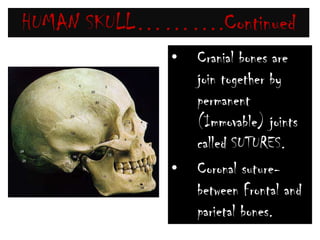 HUMAN SKULL……….Continued