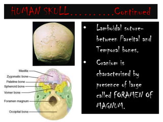 HUMAN SKULL……….ContinuedCranial bones are join together by permanent (Immovable) joints called SUTURES.Coronal suture-between Frontal and parietal bones.